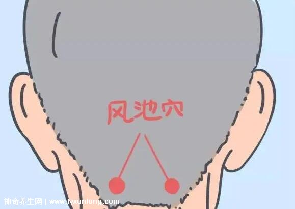 风池的准确位置图