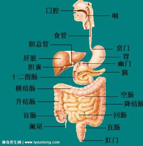 胃在什么位置图片