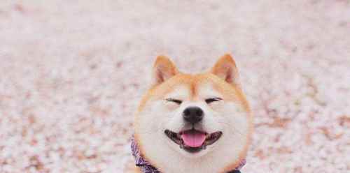 柴犬一般要多少钱