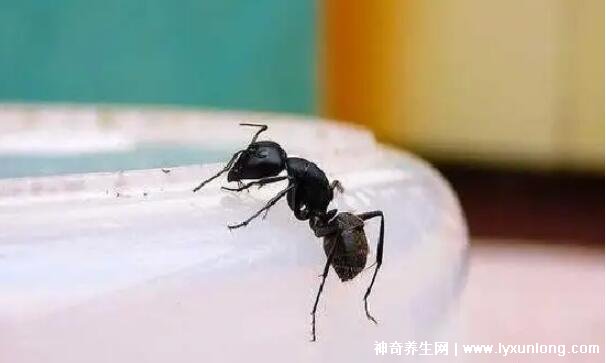 蚂蚁放进微波炉里加热会死吗