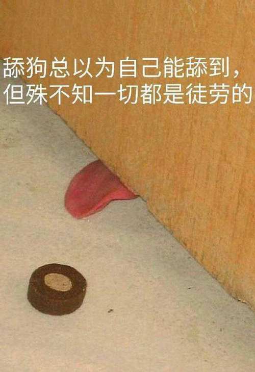 舔狗是什么意思