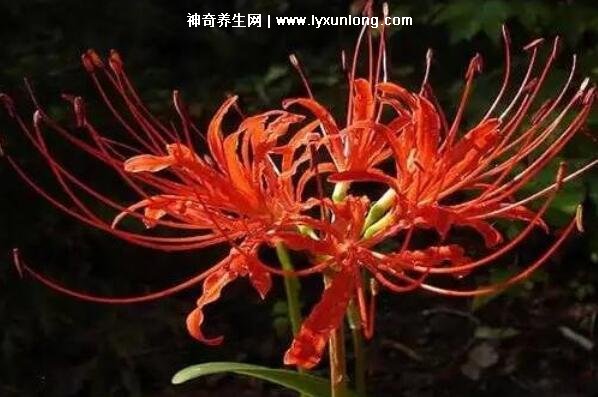 绣球花为什么又叫死人花