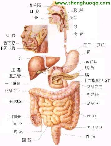 人体的器官都在什么位置 人体内器官分布图及解说