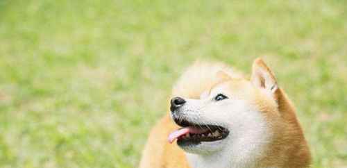 柴犬一般要多少钱