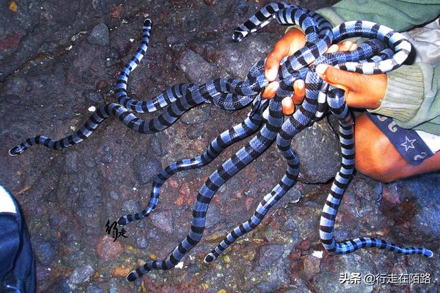 最恐怖岛屿:面积43万平米却有50万条蛇,最贵一条卖20万