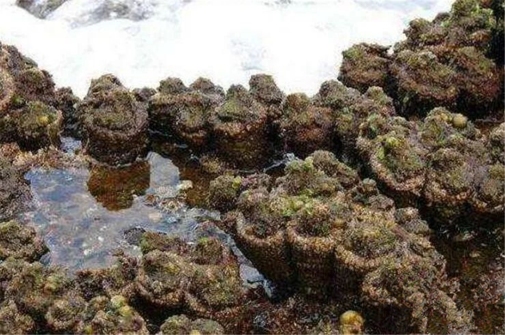 世界上会呼吸的“石头”,还有“性别”之分,切开会流血
