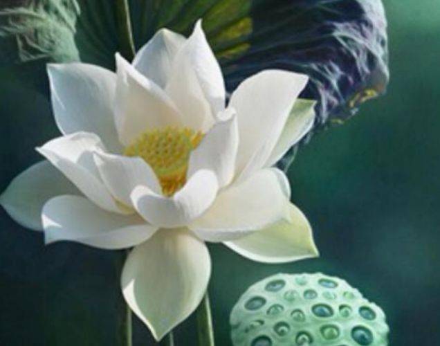 心理测试：你觉得哪朵莲花最清纯，测在背后默默想念你的人是谁