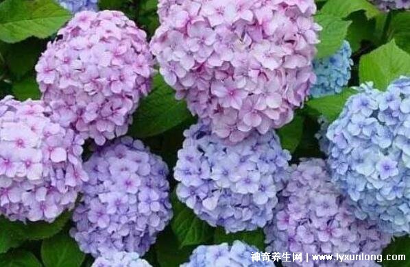 绣球花为什么又叫死人花