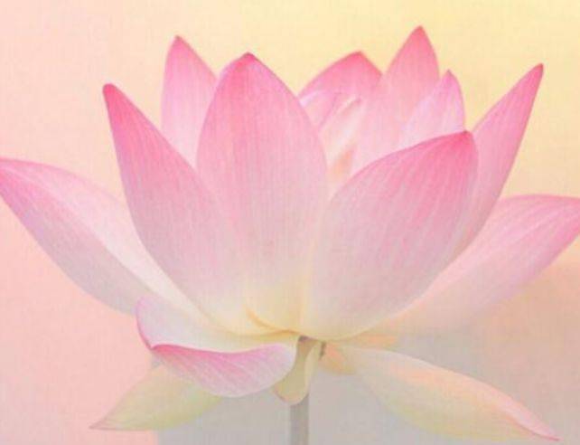 心理测试：你觉得哪朵莲花最清纯，测在背后默默想念你的人是谁