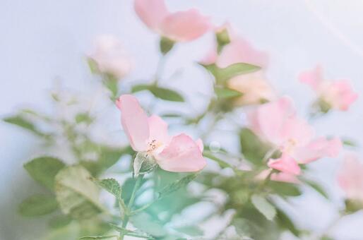 祝福新人的唯美句子简短(抖音很火的结婚祝福语)