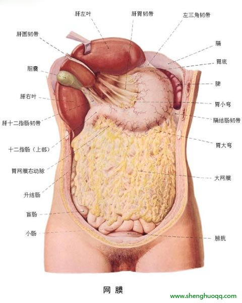 人体的器官都在什么位置 人体内器官分布图及解说