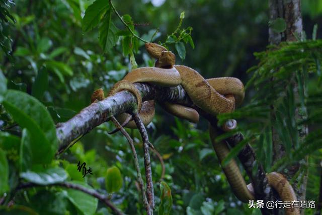 最恐怖岛屿:面积43万平米却有50万条蛇,最贵一条卖20万