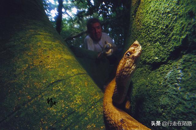 最恐怖岛屿:面积43万平米却有50万条蛇,最贵一条卖20万