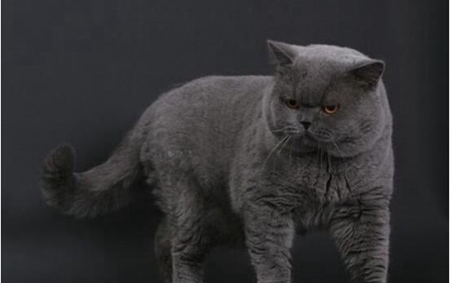 猫的寿命有多久