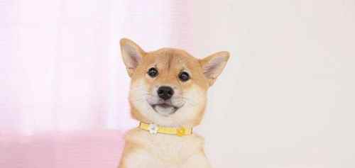 柴犬一般要多少钱