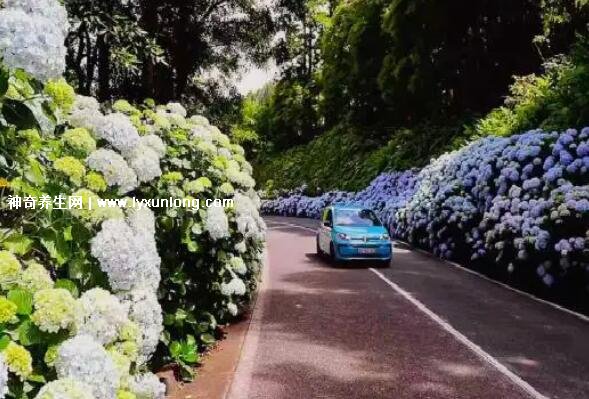 绣球花为什么又叫死人花