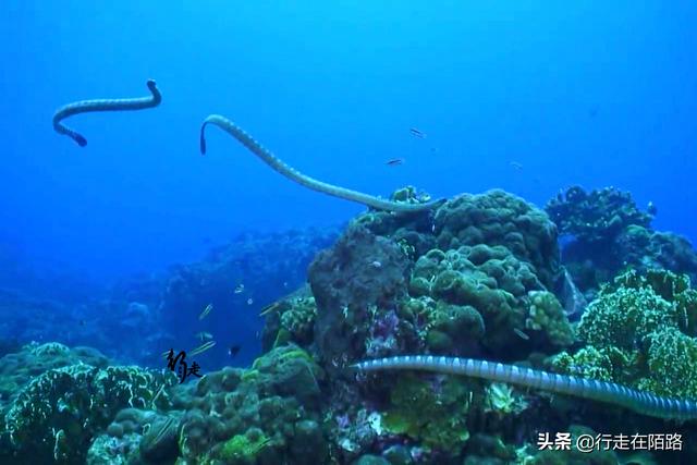 最恐怖岛屿:面积43万平米却有50万条蛇,最贵一条卖20万