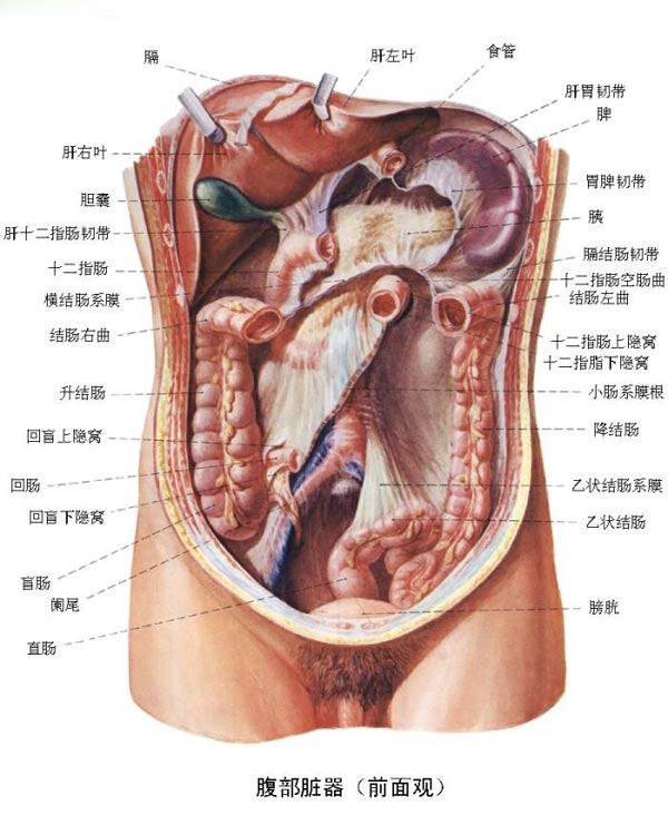 人体的器官都在什么位置 人体内器官分布图及解说