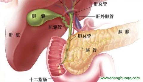 人体的器官都在什么位置 人体内器官分布图及解说