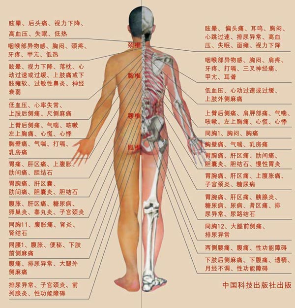人体的器官都在什么位置 人体内器官分布图及解说