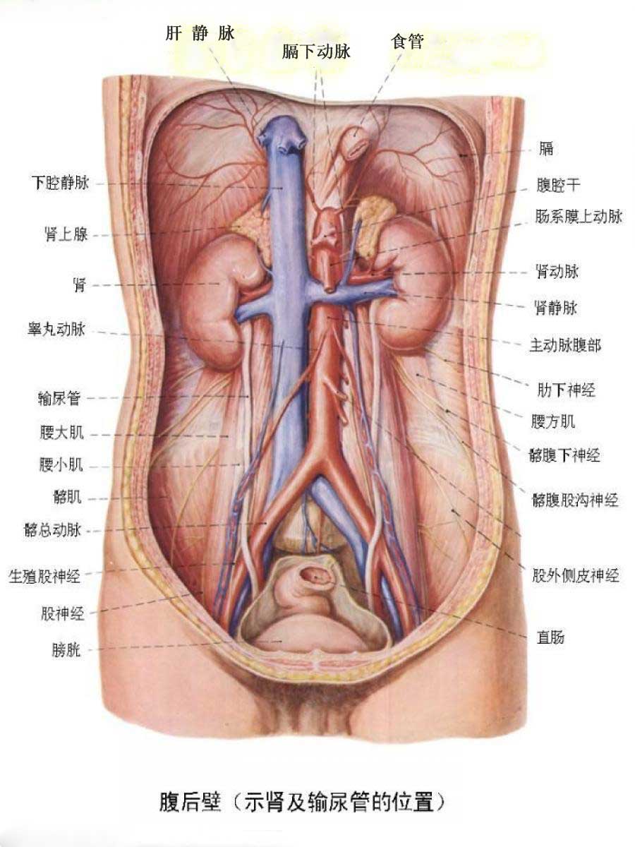 人体的器官都在什么位置 人体内器官分布图及解说