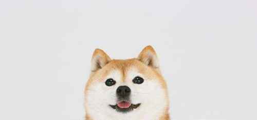 柴犬一般要多少钱