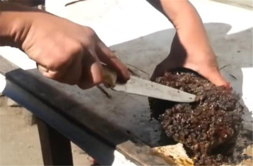 世界上会呼吸的“石头”,还有“性别”之分,切开会流血