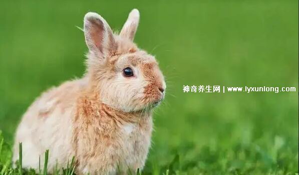 十兔九苦最命苦的兔几月出生