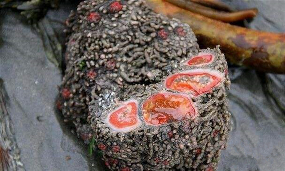 世界上会呼吸的“石头”,还有“性别”之分,切开会流血