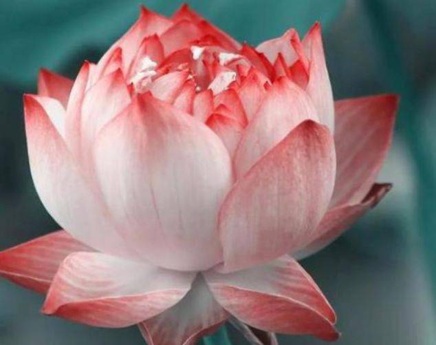 心理测试：你觉得哪朵莲花最清纯，测在背后默默想念你的人是谁