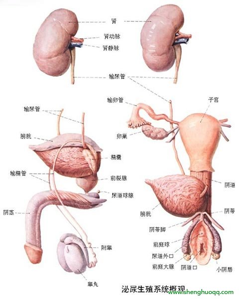 人体的器官都在什么位置 人体内器官分布图及解说
