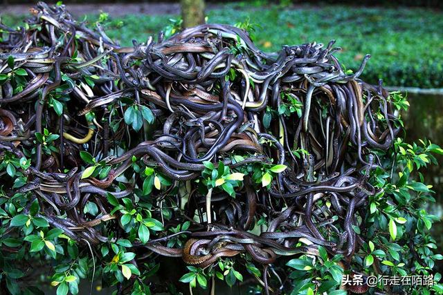 最恐怖岛屿:面积43万平米却有50万条蛇,最贵一条卖20万