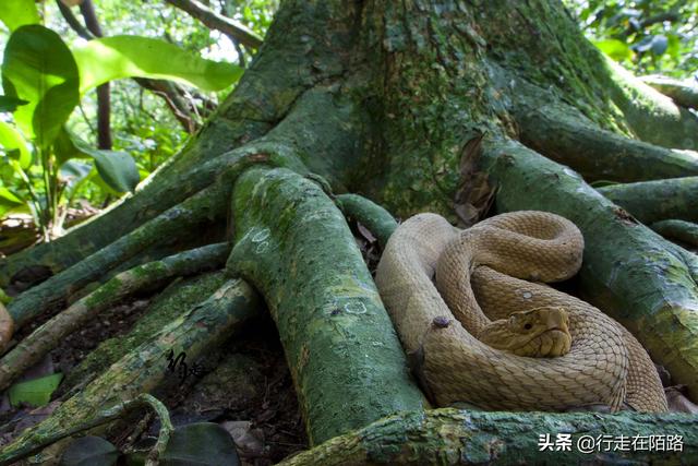最恐怖岛屿:面积43万平米却有50万条蛇,最贵一条卖20万